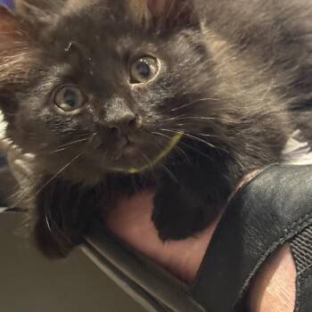 Domestic Medium Hair Cats Available for Adoption in Silver Spring, Maryland - Earth | PetCurious