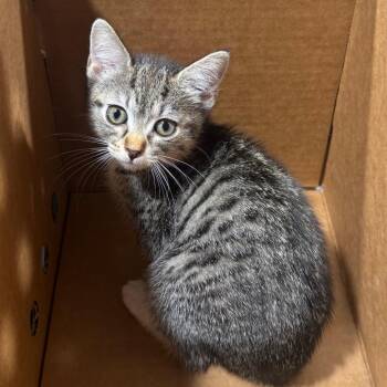 Domestic Medium Hair Cats Available for Adoption - Annabell | PetCurious