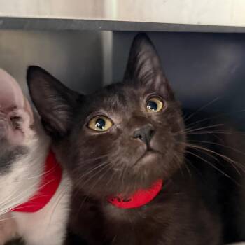 Plum -  Domestic Short Hair Cat for Adoption in Chicago, Illinois - Plum | PetCurious