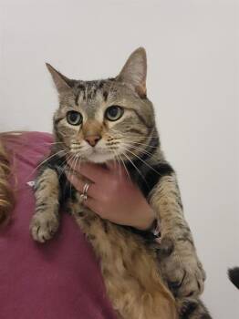 Domestic Short Hair Cats Available for Adoption - TINKERBELL | PetCurious