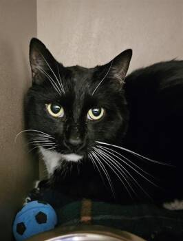 Domestic Short Hair Cats Available for Adoption in Clyde, North Carolina - SYLVESTER | PetCurious