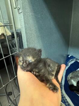 Kelly Ka-purr -  Domestic Short Hair Cat for Adoption in Winnipeg, Manitoba - Kelly Ka-purr | PetCurious