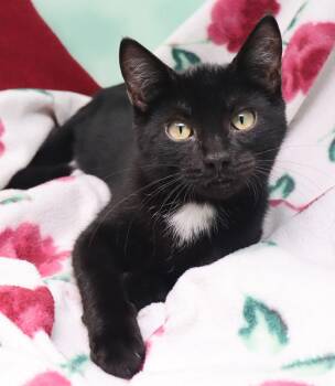 Ramblin Rose -  Domestic Short Hair Cat for Adoption in Tierra Verde, Florida - Ramblin Rose | PetCurious