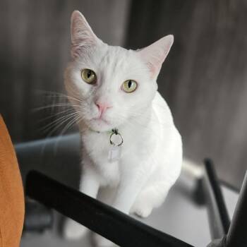 Jasmine -  Domestic Short Hair Cat for Adoption in Lakewood, Colorado - Jasmine | PetCurious