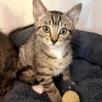 CUMULUS -  Domestic Short Hair Cat for Adoption in Fernandina Beach, Florida - CUMULUS | PetCurious