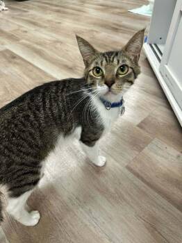 Dr. Drake Ramoray -  Domestic Short Hair Cat for Adoption in Tucson, Arizona - Dr. Drake Ramoray | PetCurious
