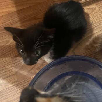 Socks -  American Shorthair Cat for Adoption in Mount Vernon, Arkansas - Socks | PetCurious