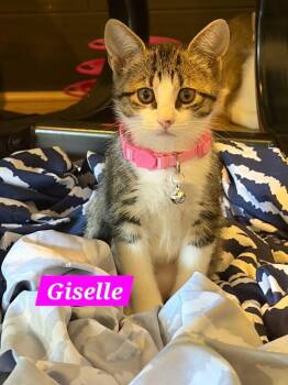 Giselle -  Domestic Short Hair Cat for Adoption in Ruskin, Florida - Giselle | PetCurious