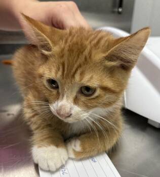 Pen 5 Toby -  Domestic Short Hair Cat for Adoption in Lawrenceville, Georgia - Pen 5 Toby | PetCurious