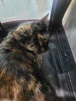 Rescue Domestic Long Hair and Domestic Short Hair Cats for Adoption in Memphis, Tennessee - Bootsie | PetCurious