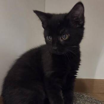 Blossom -  Domestic Short Hair Cat Available for Adoption in Voorhees Township, New Jersey - Blossom | PetCurious