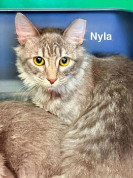 Rescue Domestic Medium Hair Cats for Adoption in St. George, Utah - Nyla | PetCurious