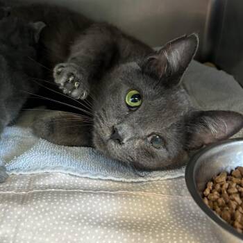 Chirp -  Domestic Short Hair Cat for Adoption in Chattanooga, Tennessee - Chirp | PetCurious