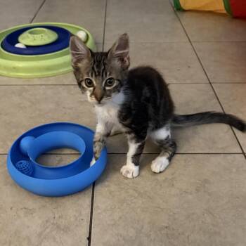 Wobbles -  Domestic Medium Hair Cat for Adoption in Tustin, California - Wobbles | PetCurious