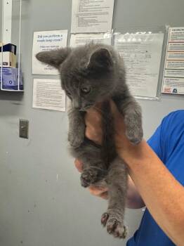 Jack Trainer -  Domestic Short Hair Cat for Adoption in Bloomington, Indiana - Jack Trainer | PetCurious