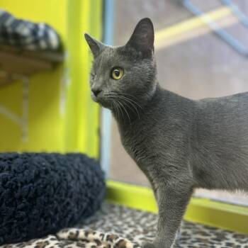 Domestic Short Hair Cats Available for Adoption - Elisabat | PetCurious