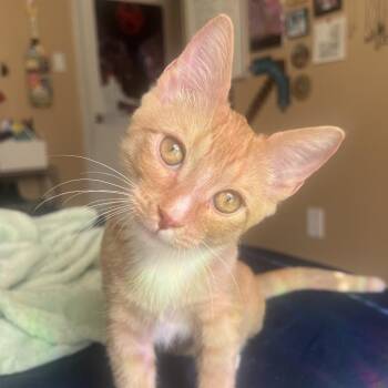 Dandi Dyal-DP -  Domestic Short Hair Cat for Adoption in Tallahassee, Florida - Dandi Dyal-DP | PetCurious