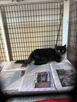 dlh blk kitten -  Domestic Long Hair Cat for Adoption in Green River, Wyoming - Dlh Blk Kitten | PetCurious