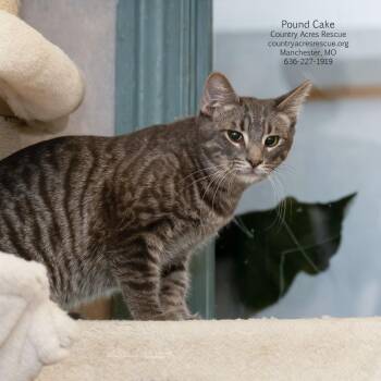 Pound Cake -  Domestic Short Hair Cat for Adoption in Ballwin, Missouri - Pound Cake | PetCurious