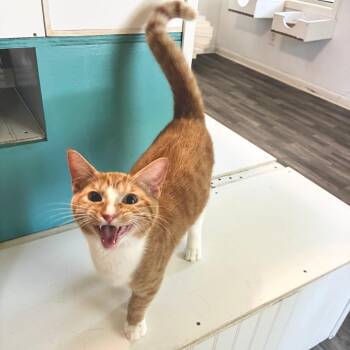Wilson -  Domestic Short Hair Cat for Adoption in Carencro, Louisiana - Wilson | PetCurious