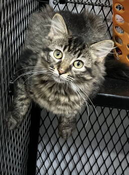 Rescue Domestic Long Hair Cats for Adoption in Estherville, Iowa - Gracee | PetCurious