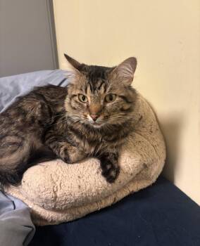 Benny -  Domestic Medium Hair Cat for Adoption in Walled Lake, Michigan - Benny | PetCurious