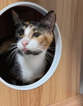 Diva -  Domestic Short Hair Cat for Adoption in Houston, Texas - Diva | PetCurious