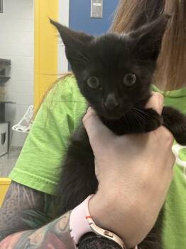 *Meowrio* -  Domestic Short Hair Cat for Adoption in Salt Lake City, Utah - *Meowrio* | PetCurious
