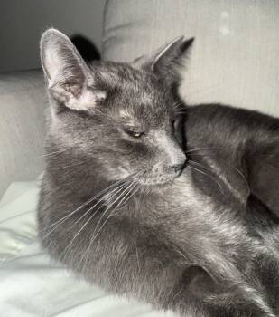 Rescue Domestic Short Hair and Russian Blue Cats for Adoption in Mesa, Arizona - Burberry | PetCurious