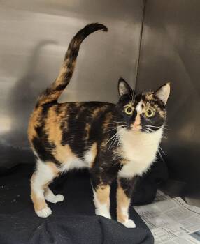 Domestic Short Hair Cats Available for Adoption in Clayton, New Jersey - Mayve  | PetCurious