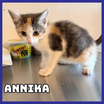 Annika *STRAY* -  Domestic Short Hair Cat for Adoption in Glenwood, Minnesota - Annika *STRAY* | PetCurious
