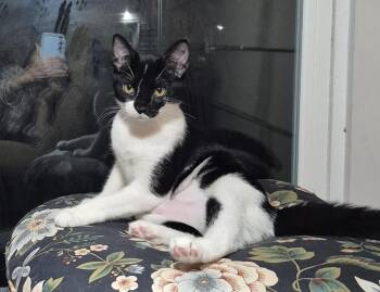 Domestic Short Hair Cats Available for Adoption in South Bend, Indiana - Silvie | PetCurious