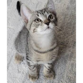 Quincey 9 -  Domestic Short Hair Cat for Adoption in Austin, Texas - Quincey 9 | PetCurious