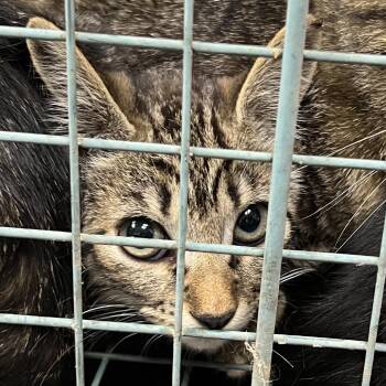 Piper -  Domestic Short Hair Cat for Adoption in Lufkin, Texas - Piper | PetCurious