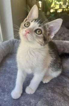 Sassy -  Domestic Short Hair Cat for Adoption in Las Vegas, Nevada - Sassy | PetCurious