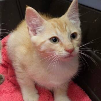Orange -  Domestic Short Hair Cat for Adoption in Auburn, Alabama - Orange | PetCurious