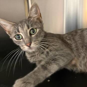 Agave - 073001U -  Domestic Short Hair Cat for Adoption in Tupelo, Mississippi - Agave - 073001U | PetCurious