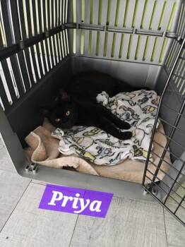 Domestic Short Hair Cats Available for Adoption - Priya | PetCurious