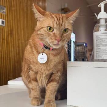 Nala -  Domestic Short Hair Cat for Adoption in Park Row, Texas - Nala | PetCurious