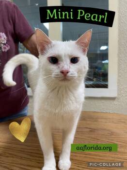 Domestic Medium Hair Cats Available for Adoption in Pensacola, Florida - Mini Pearl  *Cyd | PetCurious