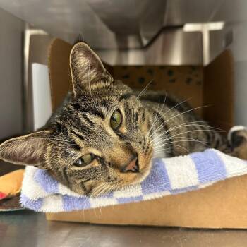 Domestic Short Hair Cats Available for Adoption in Goleta, California - Boots | PetCurious