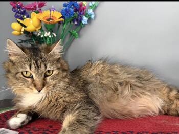 Joy -  Domestic Short Hair and Tabby Cat for Adoption in Rochester Hills, Michigan - Joy | PetCurious