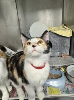 Snickers -  Domestic Short Hair Cat for Adoption in Daytona Beach, Florida - Snickers | PetCurious