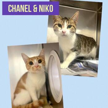 Chanel -  Domestic Short Hair Cat for Adoption in Wheeling, Illinois - Chanel | PetCurious