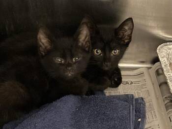 PANTHER -  Domestic Short Hair Cat for Adoption in Tustin, California - PANTHER | PetCurious