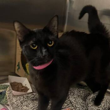 Diva -  Domestic Short Hair Cat for Adoption in Fairport, New York - Diva | PetCurious