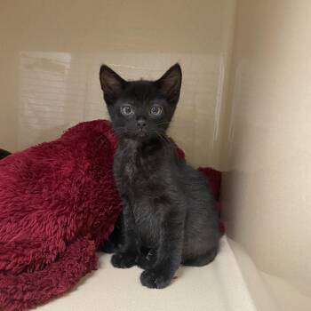 Domestic Short Hair Cats Available for Adoption in Elyria, Ohio - Peter | PetCurious