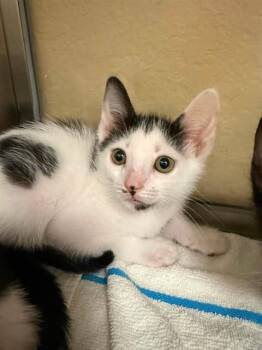 MOO MOO -  Domestic Short Hair Cat for Adoption in Fort Myers, Florida - MOO MOO | PetCurious