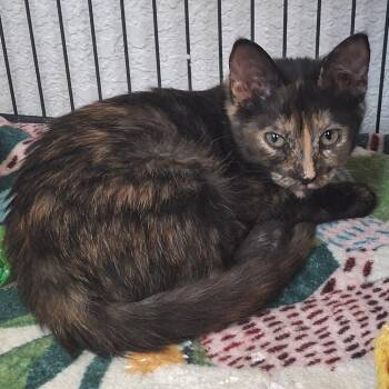 Reeses -  Domestic Short Hair Cat for Adoption in Lakeland, Florida - Reeses | PetCurious