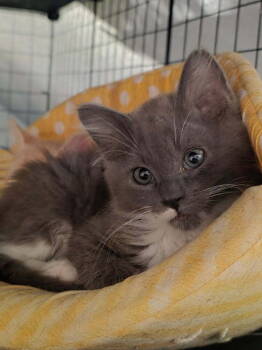 Rescue Domestic Medium Hair Cats for Adoption in Vancouver, Washington - Buddy Caitlin | PetCurious